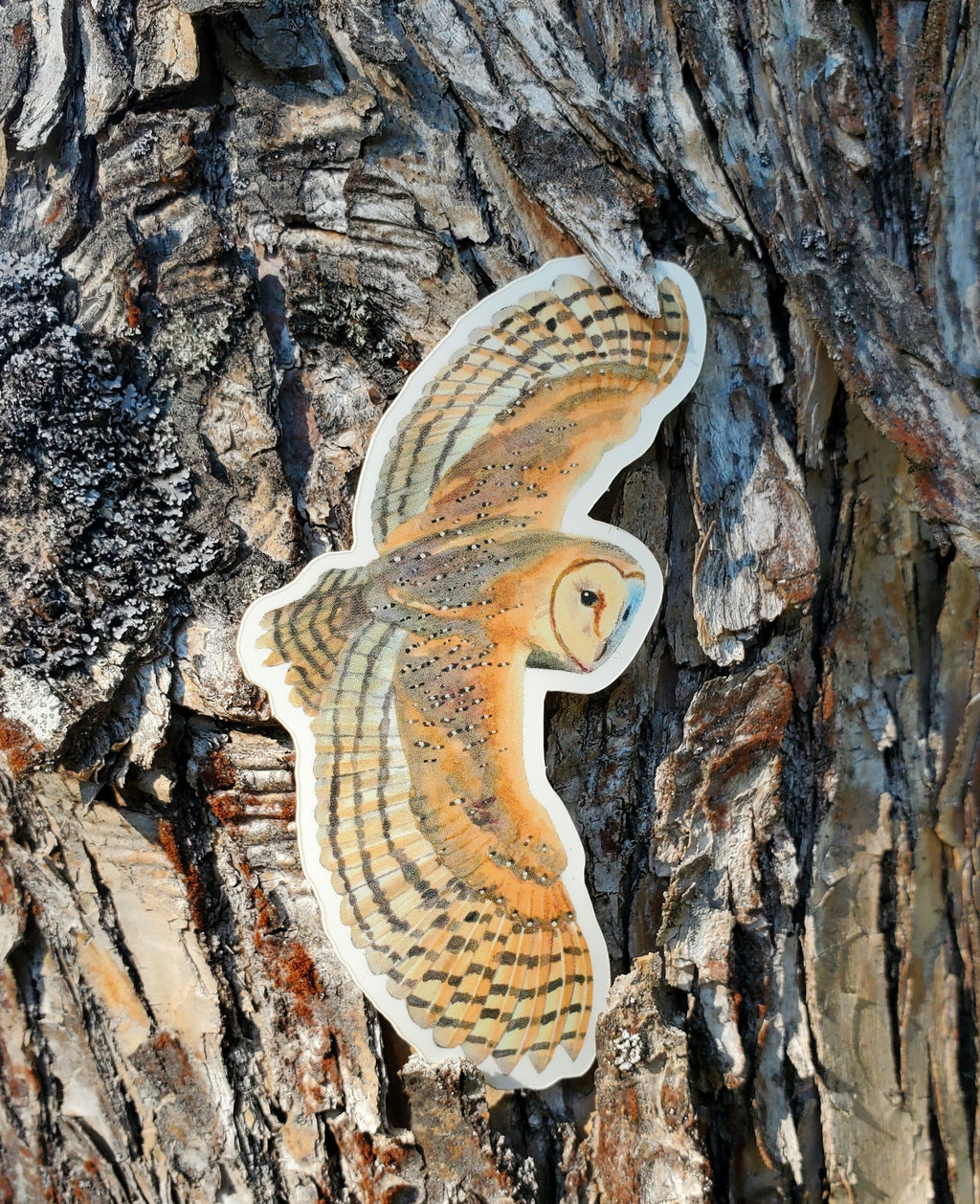 Flying Barn Owl Vinyl Sticker by Ashley Nelson