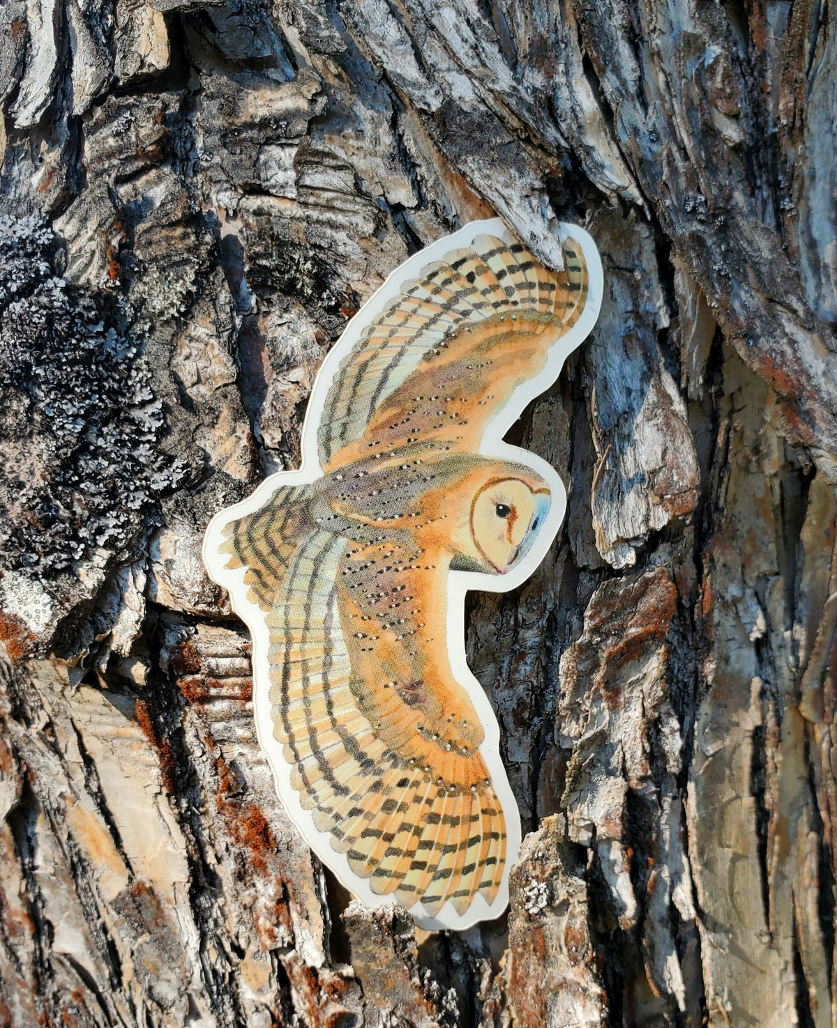 Flying Barn Owl Vinyl Sticker by Ashley Nelson
