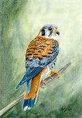 Kestrel Watercolor, Fine Art Watercolor Print by Ashley Nelson