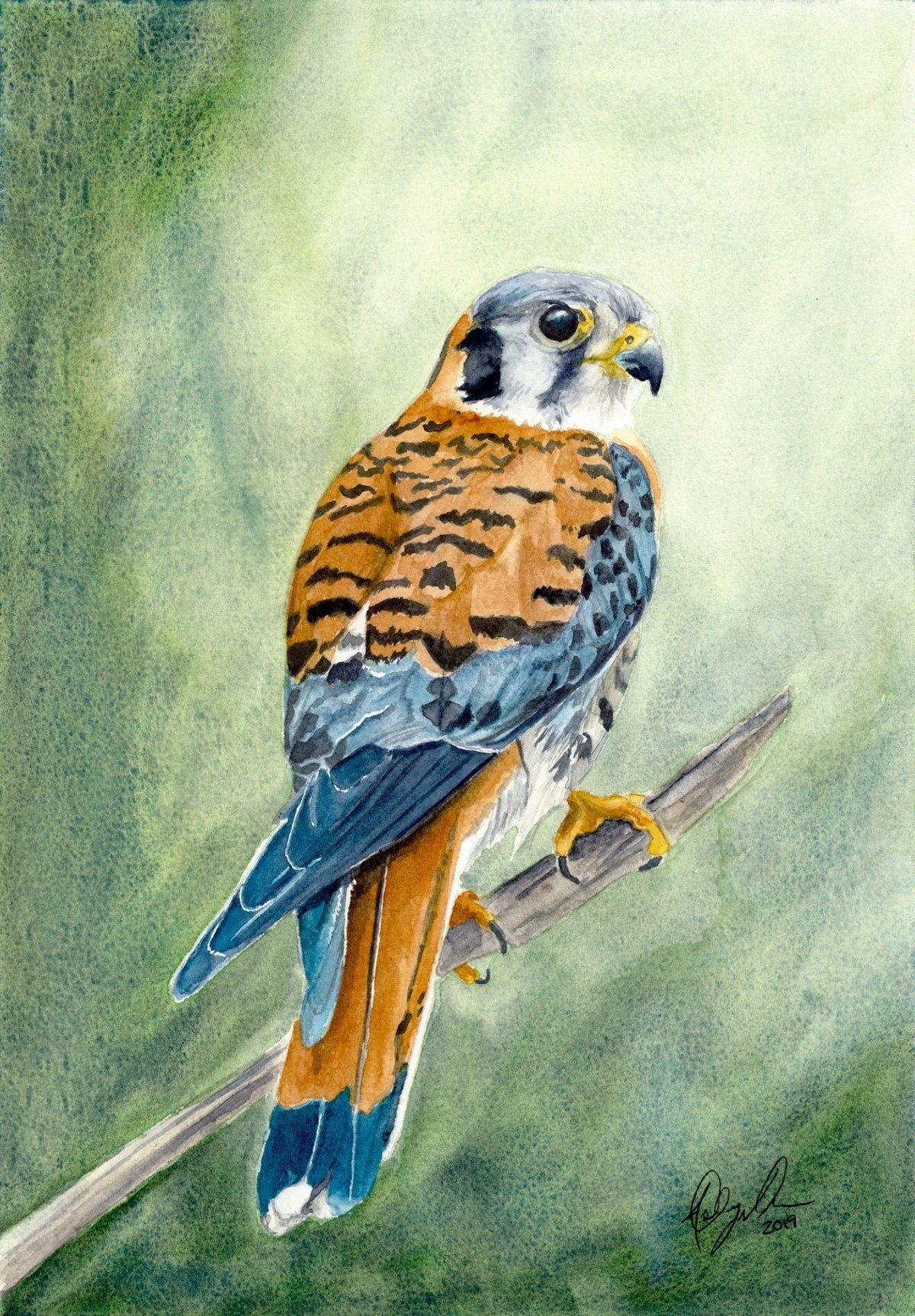 Kestrel Watercolor, Fine Art Watercolor Print by Ashley Nelson