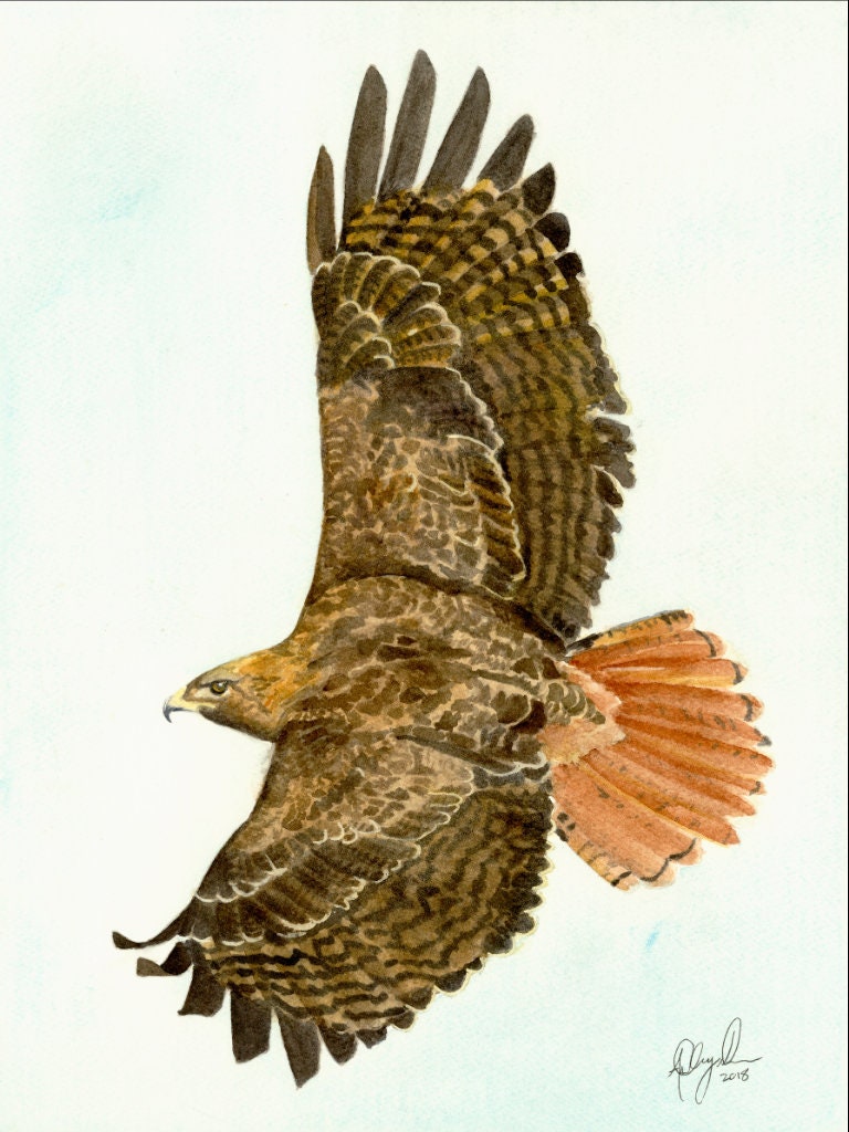 Red Tailed Hawk, Fine Art Watercolor Print by Ashley Nelson