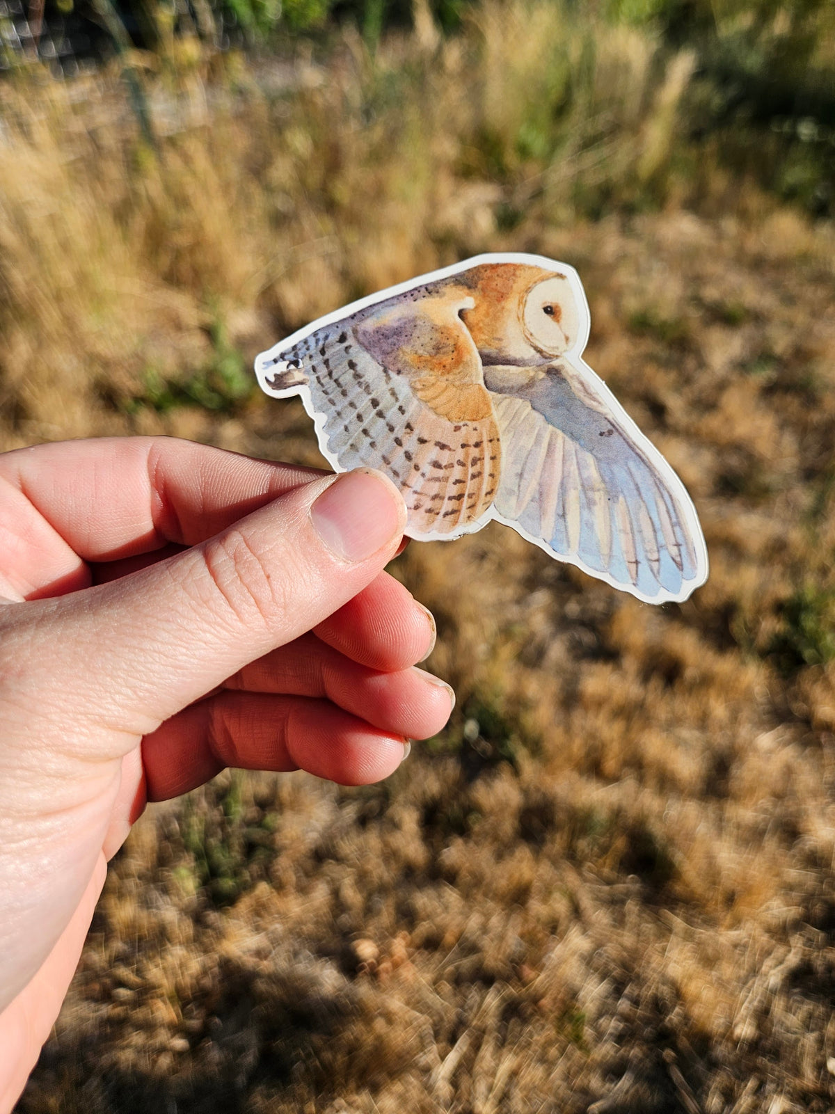 Barn Owl Sticker
