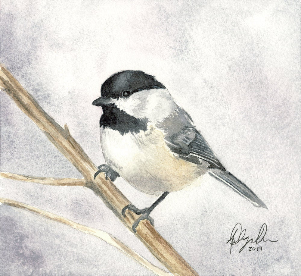 Black Capped Chickadee Fine Art Watercolor Print by Ashley Nelson