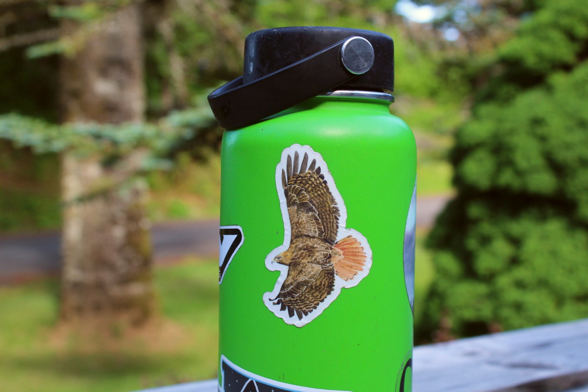Red Tailed Hawk Vinyl Sticker by Ashley Nelson
