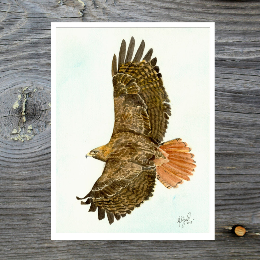 Red Tailed Hawk, Fine Art Watercolor Print by Ashley Nelson