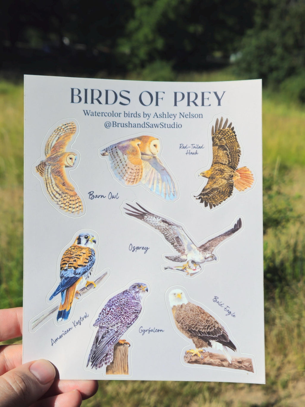 Birds of Prey Vinyl Sticker Sheet by Ashley Nelson