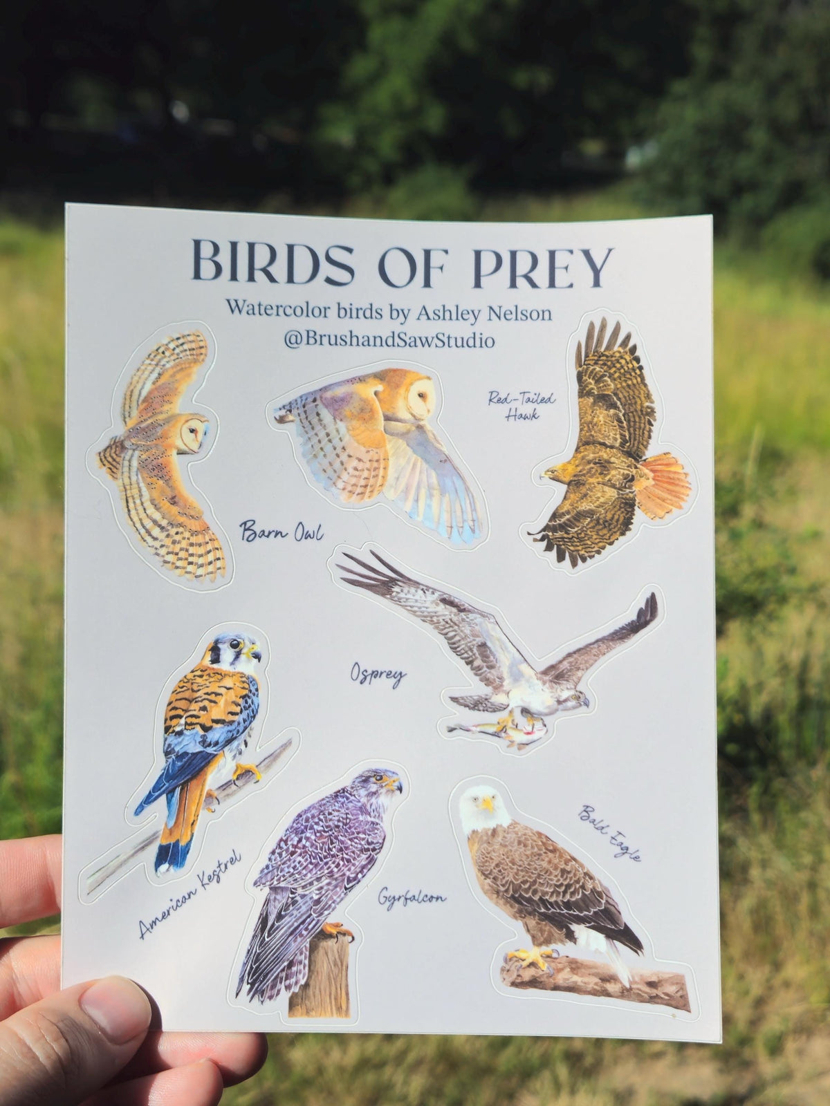 Birds of Prey Vinyl Sticker Sheet by Ashley Nelson