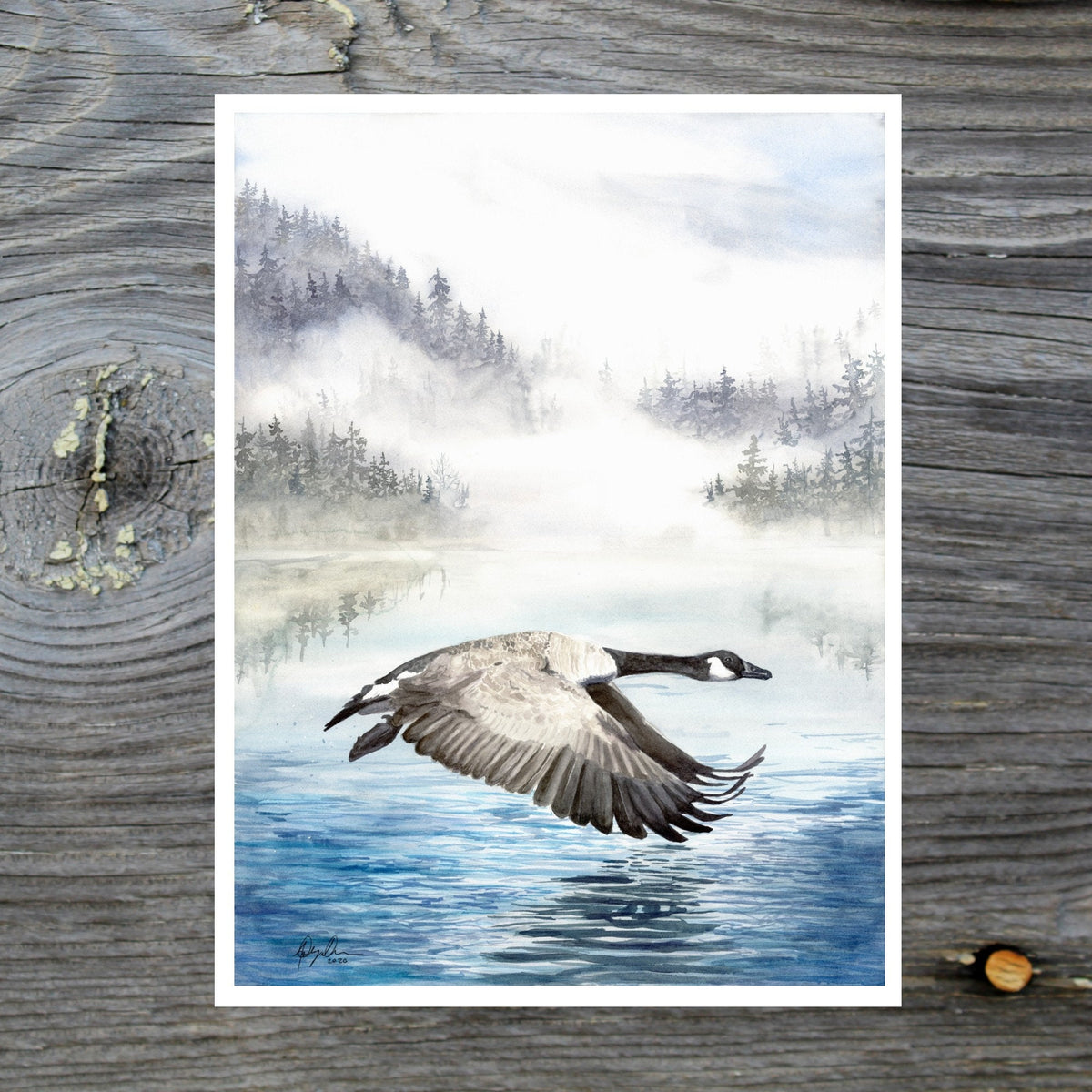 Canada Goose Flying Fine Art Watercolor Print by Ashley Nelson
