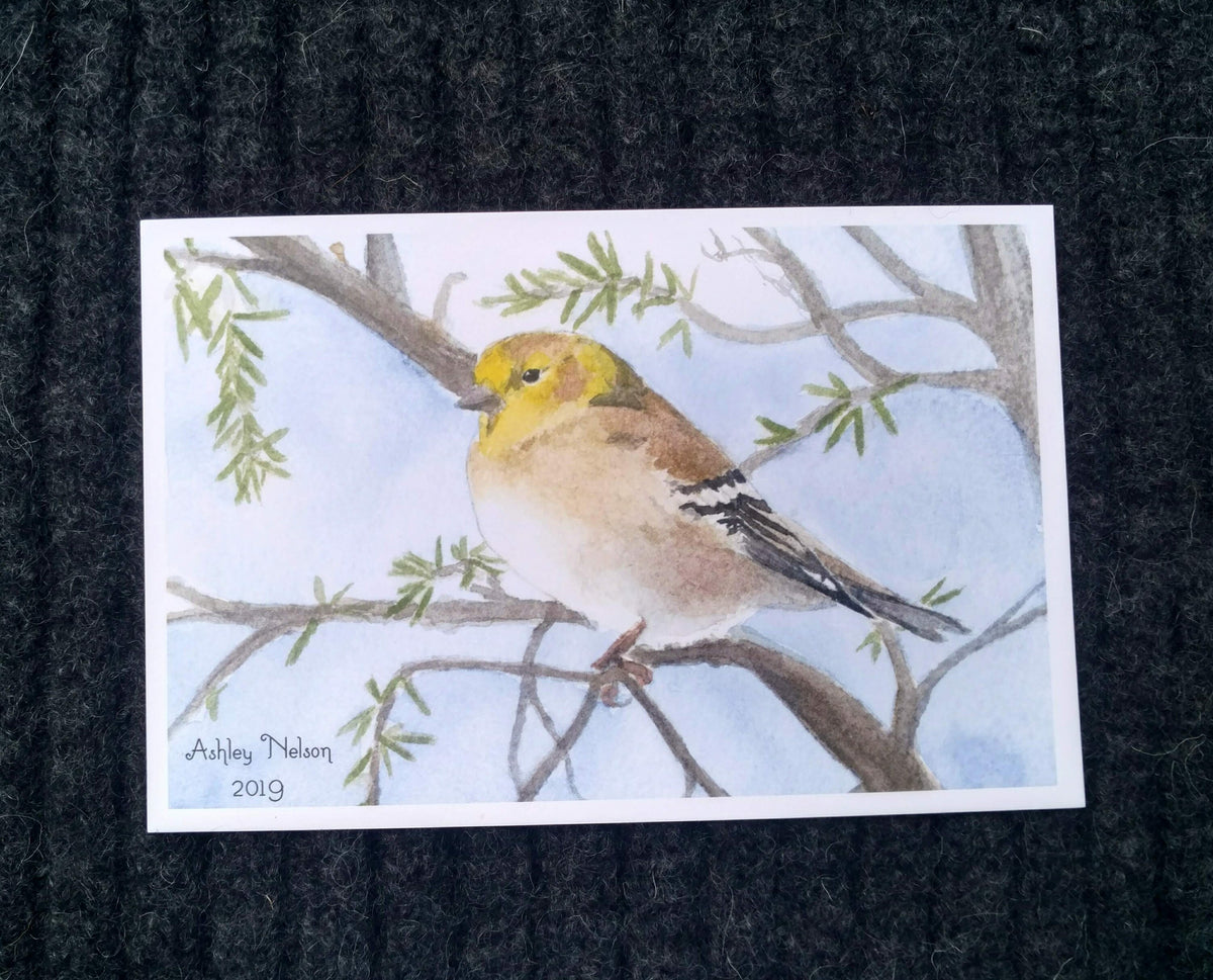 Watercolor Birds Postcard Pack, fine art Postcards by Ashley Nelson