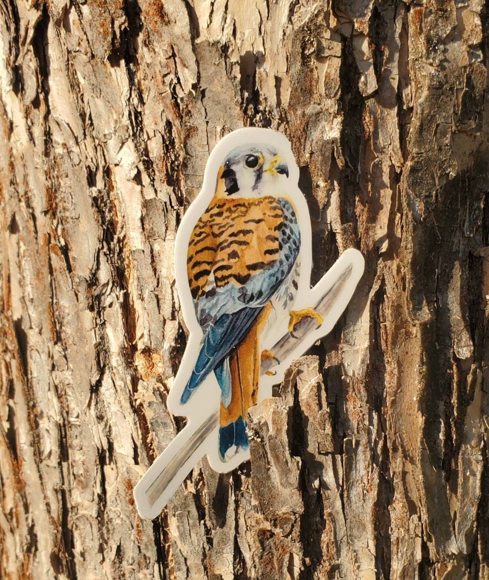 Kestrel Vinyl Sticker by Ashley Nelson