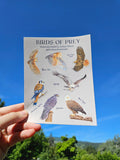 Birds of Prey Vinyl Sticker Sheet by Ashley Nelson
