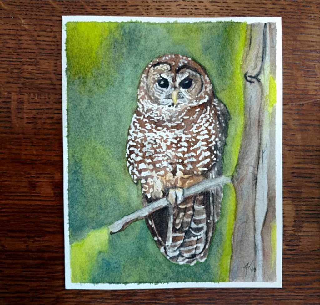 Northern Spotted Owl Fine Art Watercolor Print by Ashley Nelson