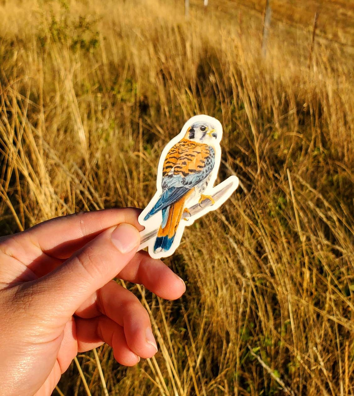 Kestrel Vinyl Sticker by Ashley Nelson