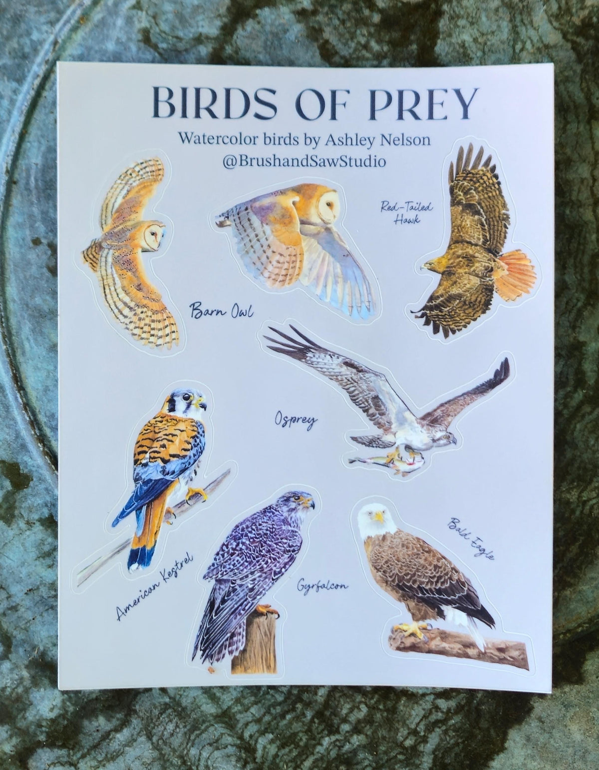 Birds of Prey Vinyl Sticker Sheet by Ashley Nelson