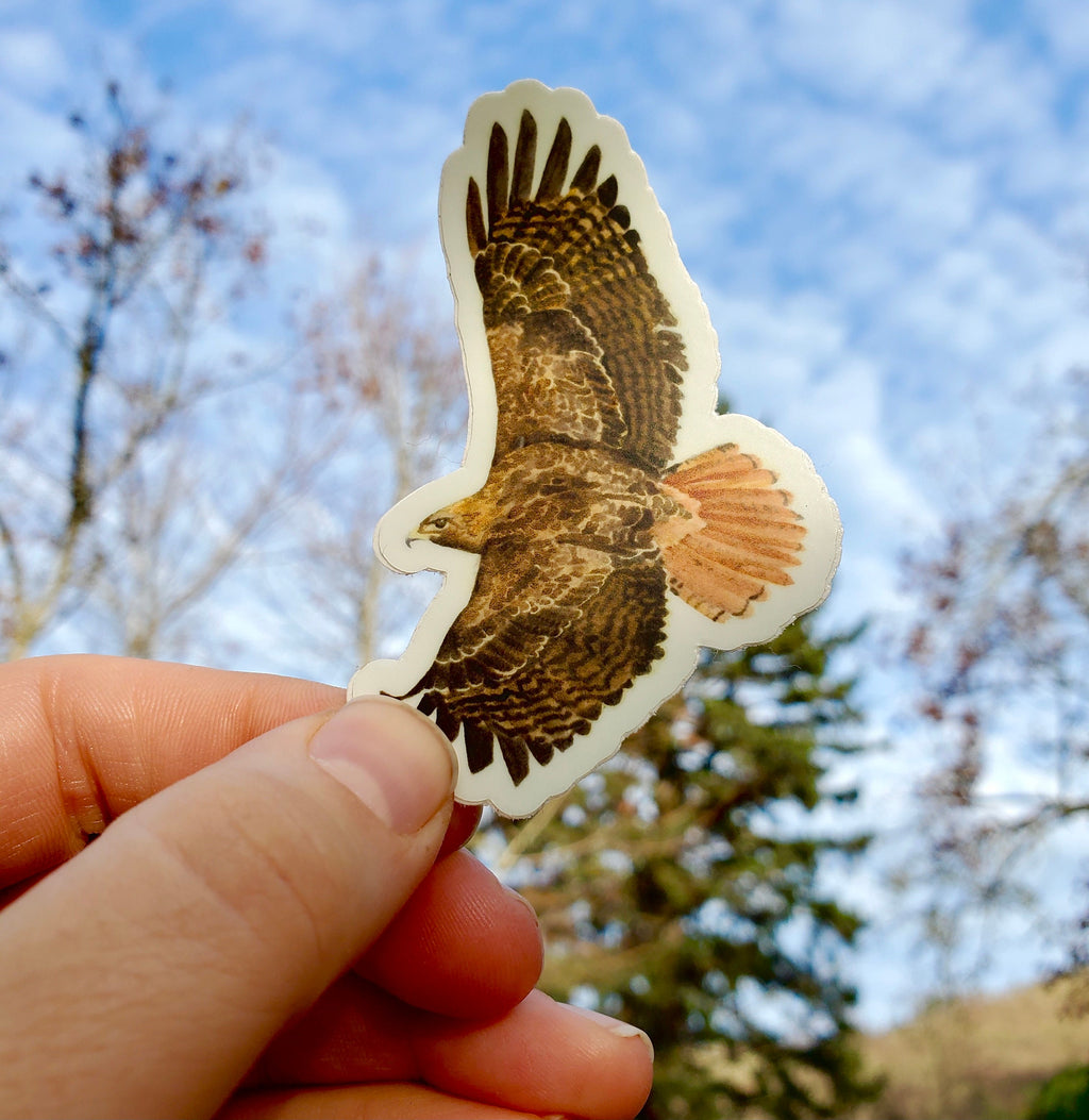 Red Tailed Hawk Vinyl Sticker by Ashley Nelson