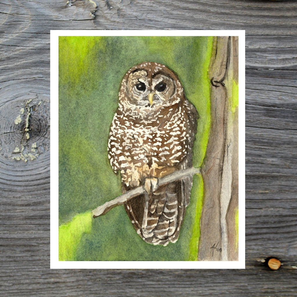 Northern Spotted Owl Fine Art Watercolor Print by Ashley Nelson