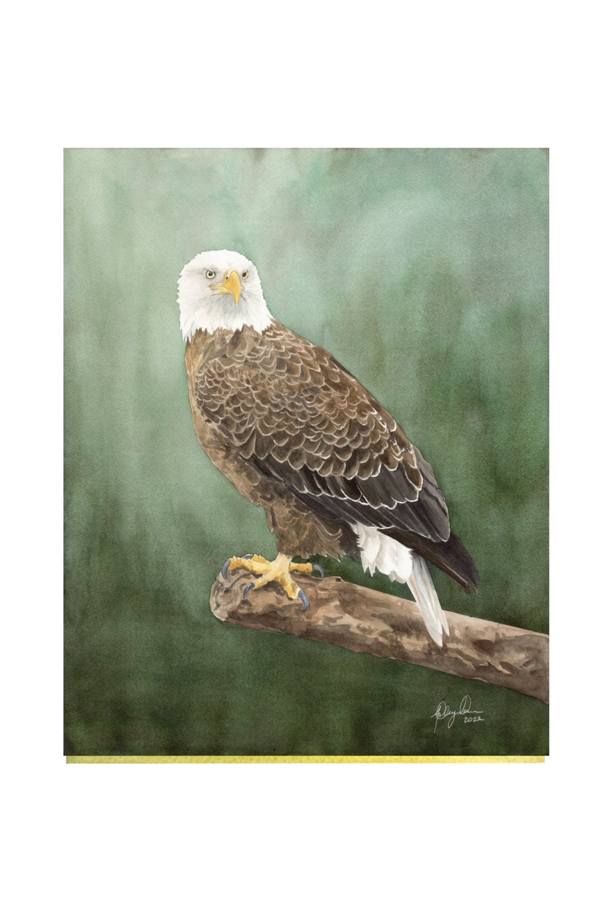Bald Eagle Original Watercolor