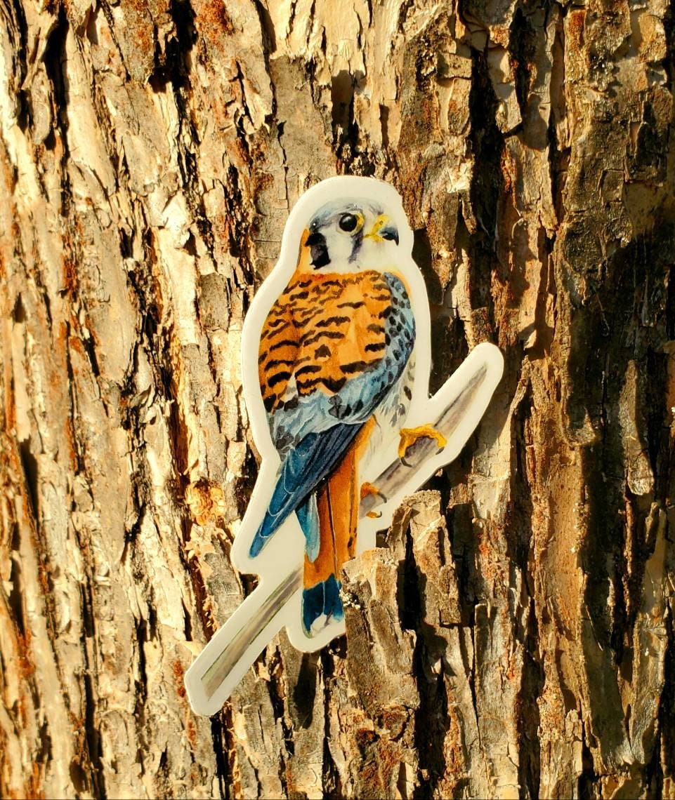 Kestrel Vinyl Sticker by Ashley Nelson
