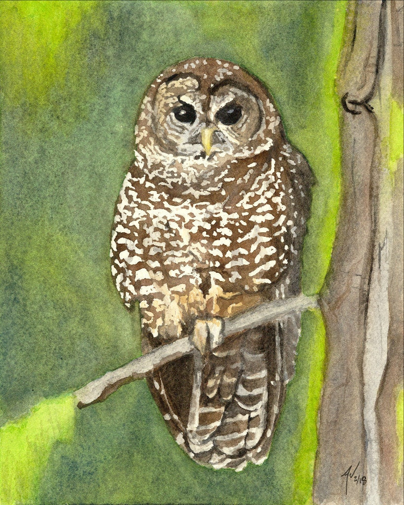 Northern Spotted Owl Fine Art Watercolor Print by Ashley Nelson