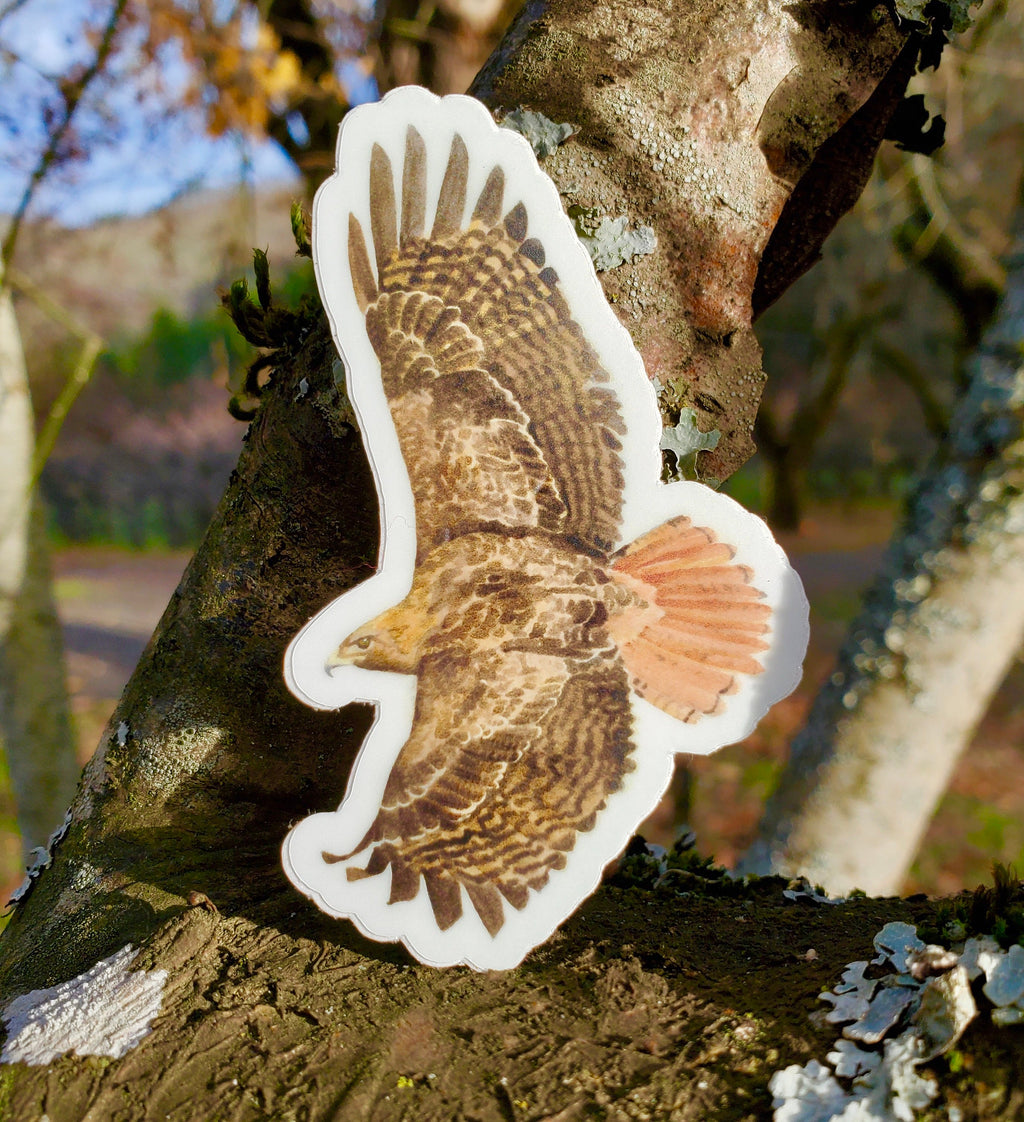 Red Tailed Hawk Vinyl Sticker by Ashley Nelson