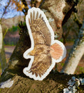 Red Tailed Hawk Vinyl Sticker by Ashley Nelson