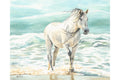 White Horse on the Beach Fine Art Print