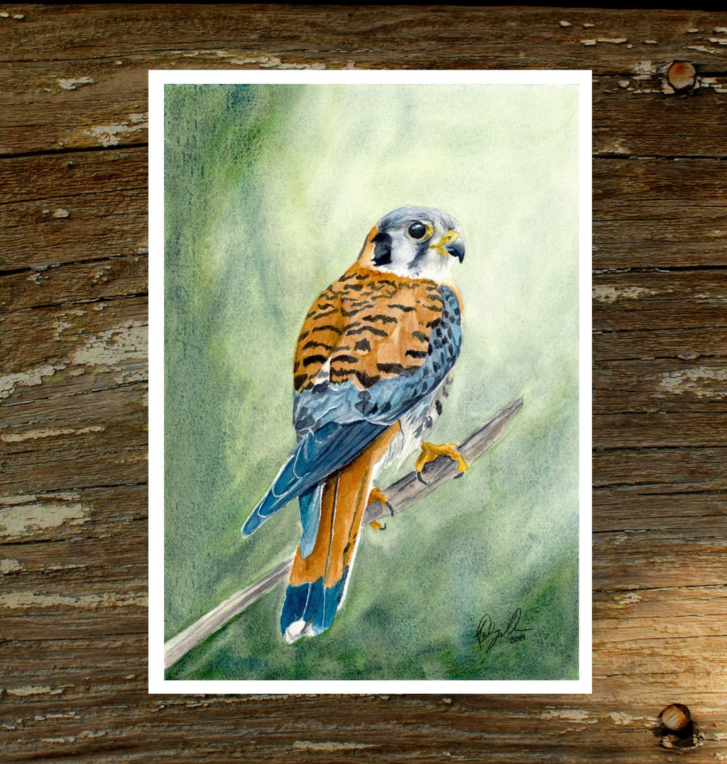 Kestrel Watercolor, Fine Art Watercolor Print by Ashley Nelson