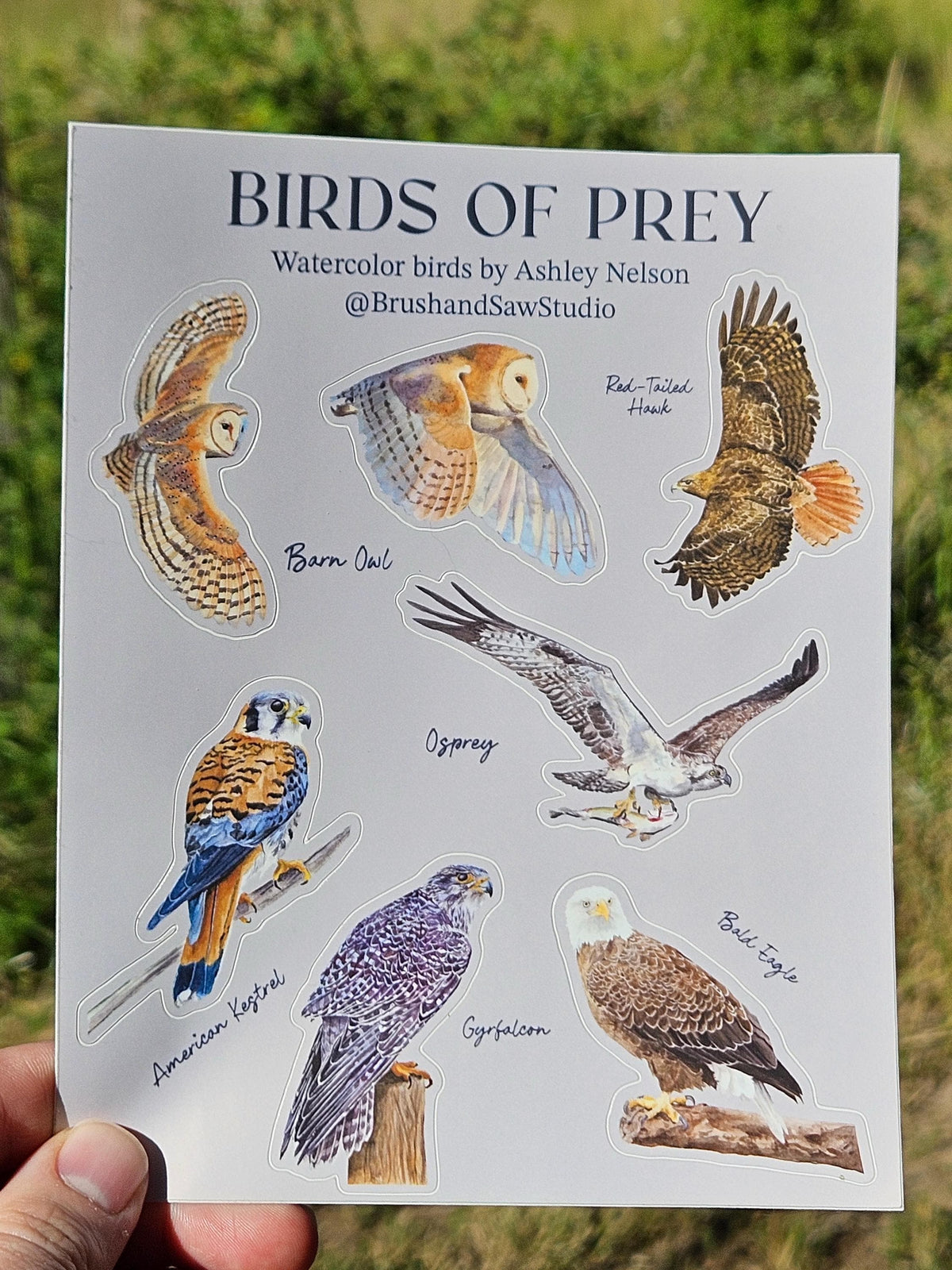 Birds of Prey Vinyl Sticker Sheet by Ashley Nelson